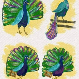 Peacock character development
