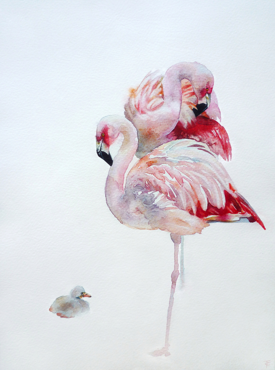 Flamingo family