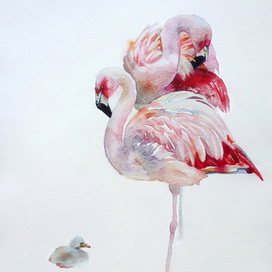 Flamingo family