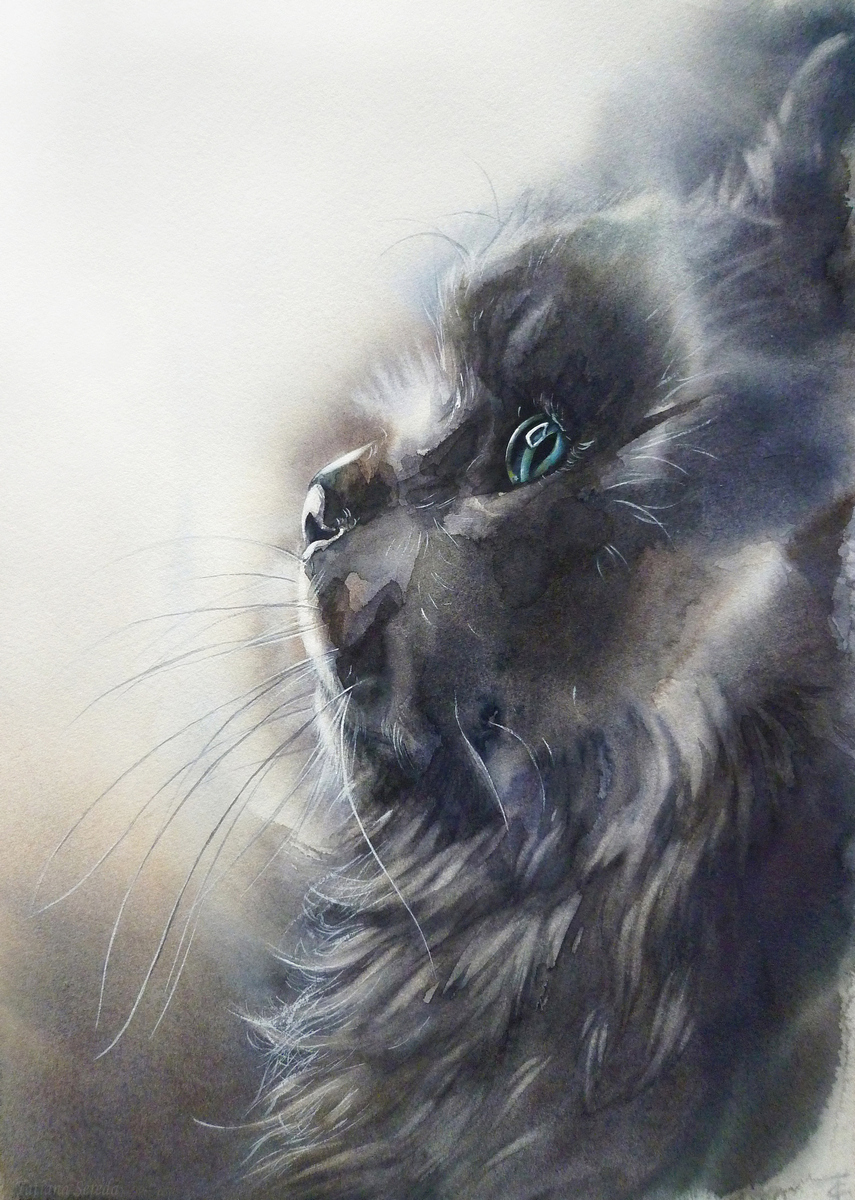 Black cat