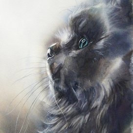 Black cat