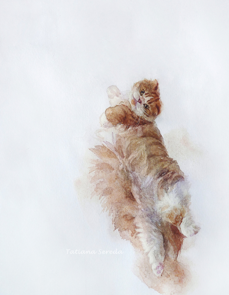 Flying cat