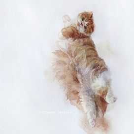Flying cat