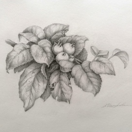 Apple tree branch 