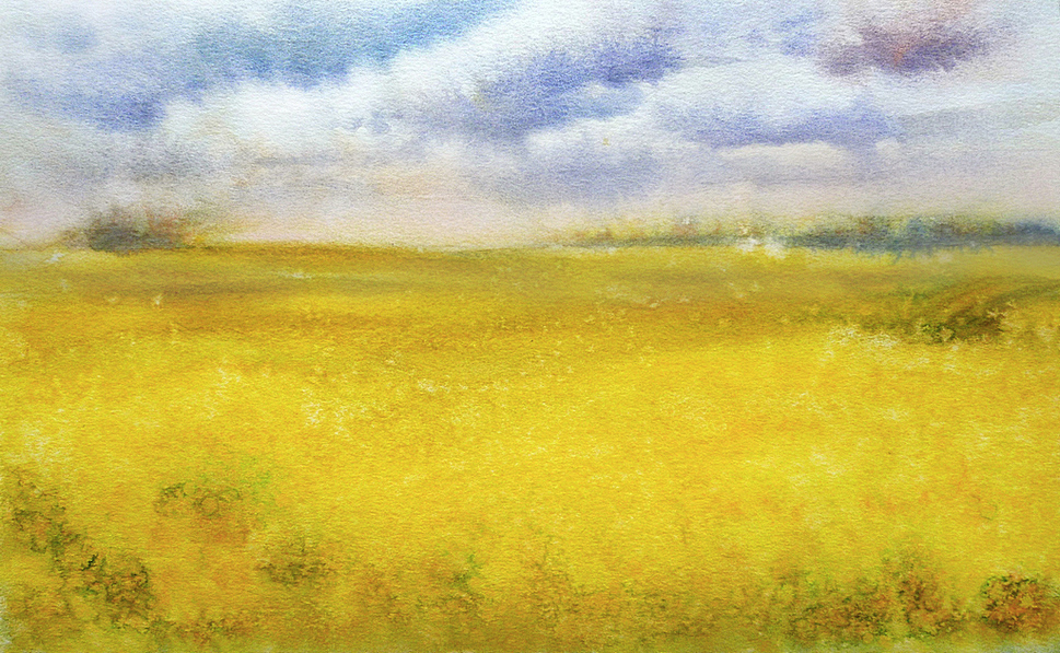 Rapeseed field