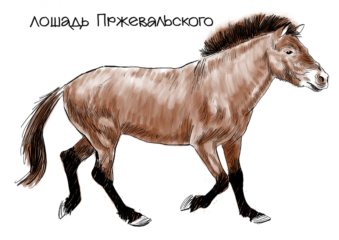 Игорь Акимушкин "На коне через века"