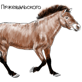 Игорь Акимушкин  "На коне через века" 