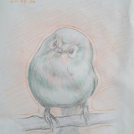Bird