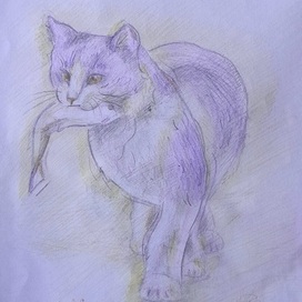 Illustration Cat with fish