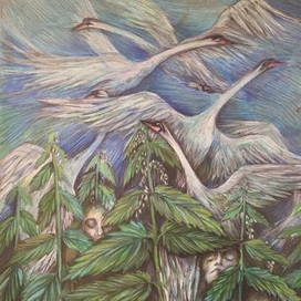 The Wild Swans