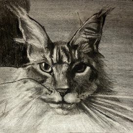 Му art school work- Cat  ( graphics) 