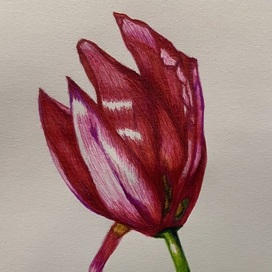 Tulip ( master class) 