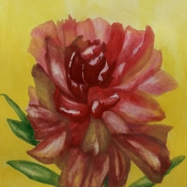 Peony 