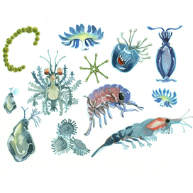 plankton