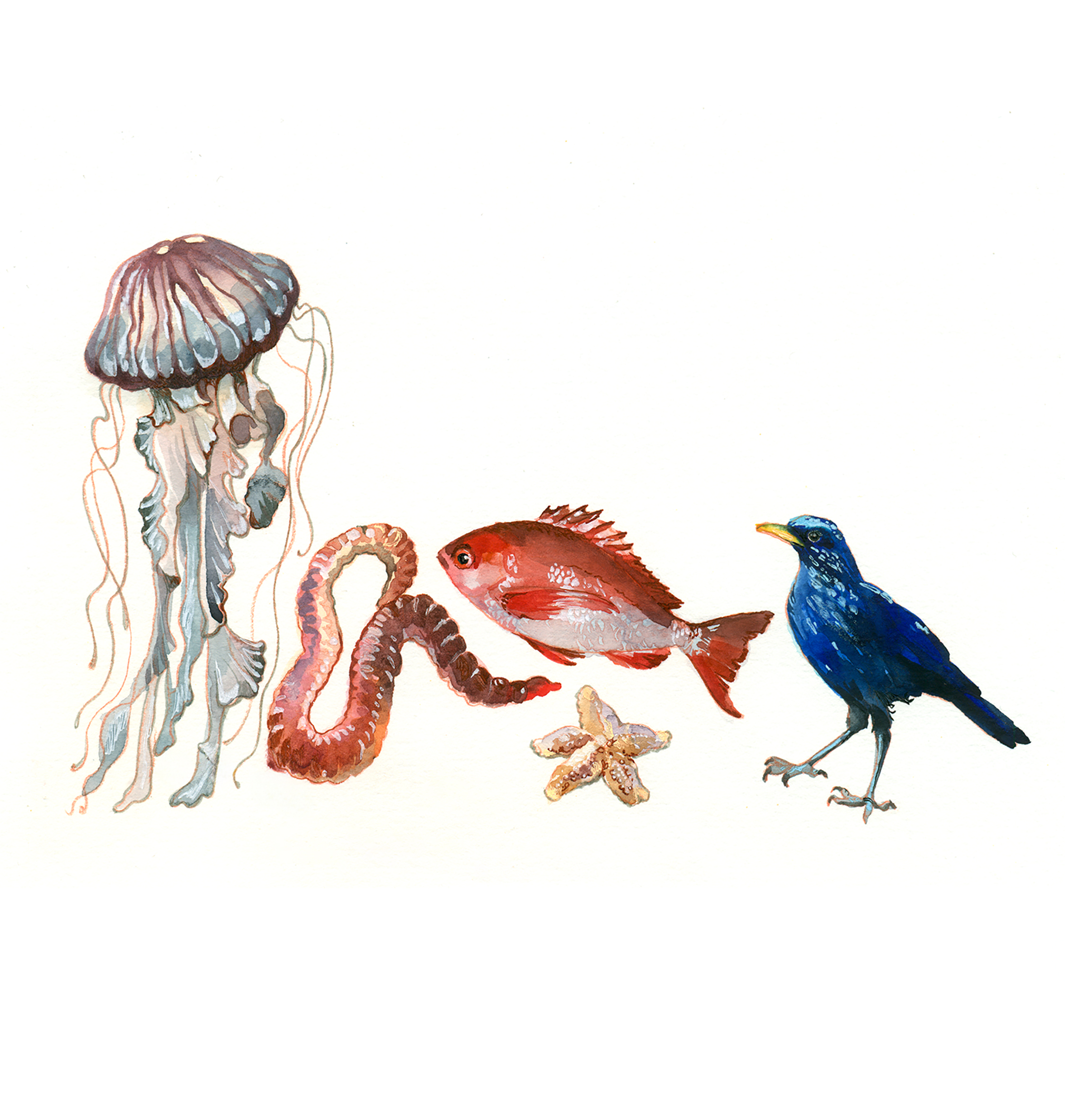 invertebrates, vertebrates