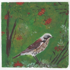 Thrush and Rowan Berries