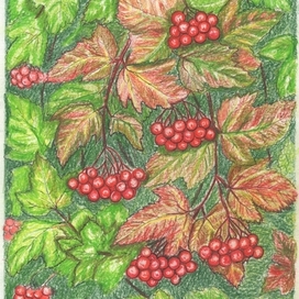 Cozy Rowan