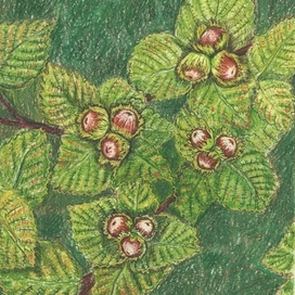 Hazel Green Lace