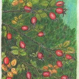 Quiet Harvest: Rosehip Branches 