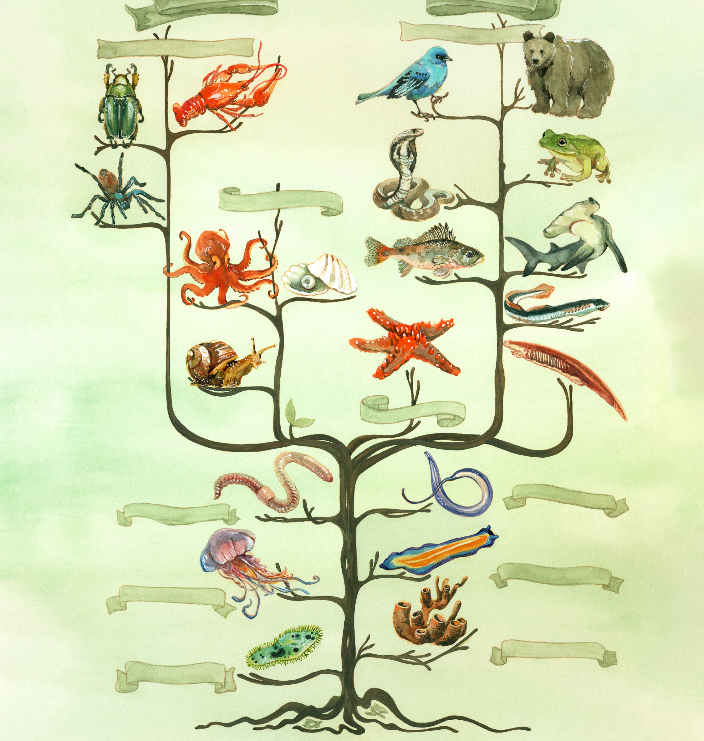 evolutionary tree of animals