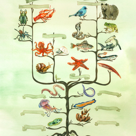 evolutionary tree of animals