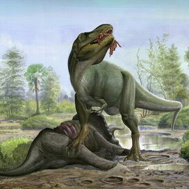 Tyrannosaurus rex and Triceratops prorsus