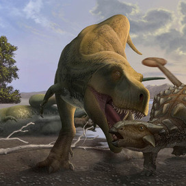 tyrannosaurus vs ankylosaurus