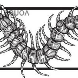 Scolopendra Gigantea