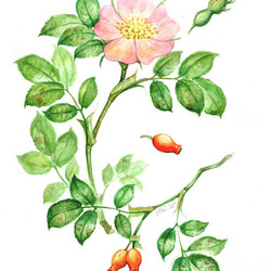 Rosa canina