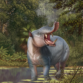 Astrapotherium magnum