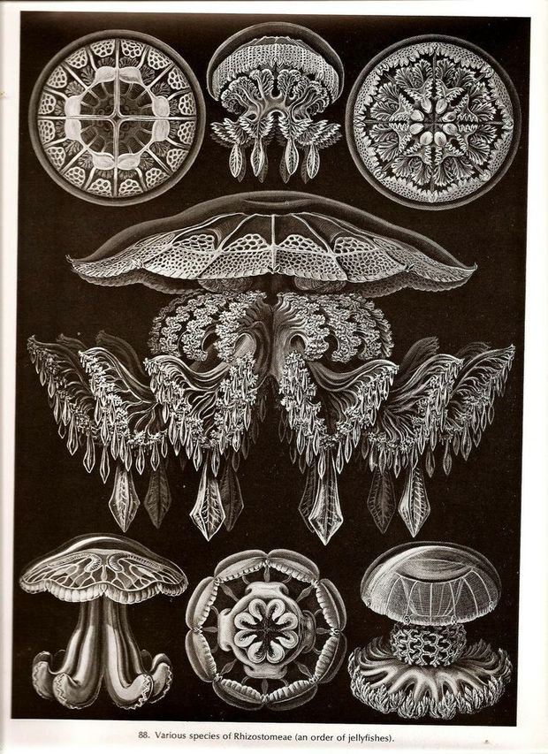 Main ernst haeckel 7