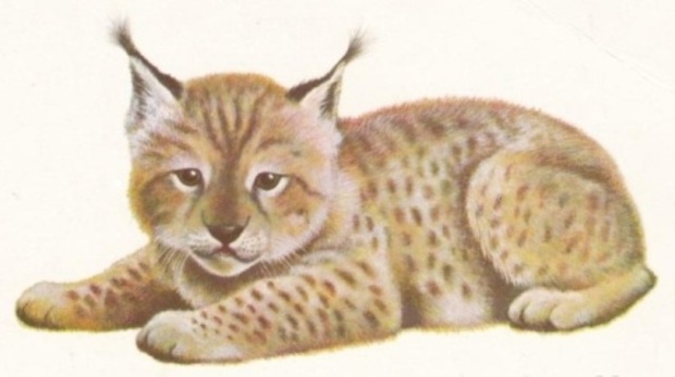 Main khud a isakov rysenok 1978