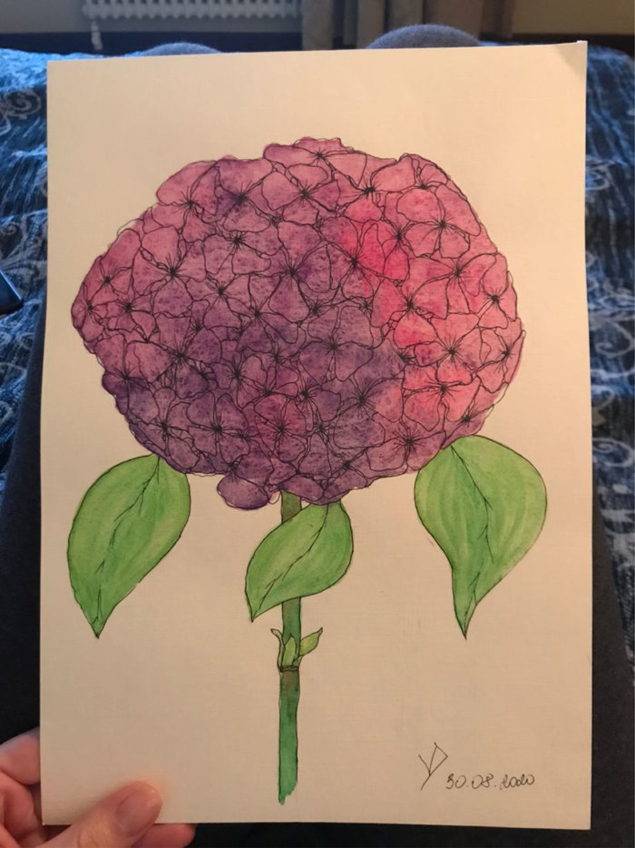 Гортензия акварель
