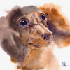 Такса с выразительными глазами / Dachshund with expressive eyes