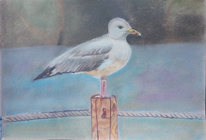 Портовая  чайка