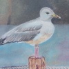 Портовая  чайка