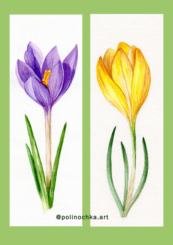 Набор Крокусы
