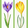 Набор Крокусы