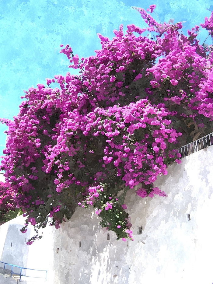 Куст сиреневых цветов