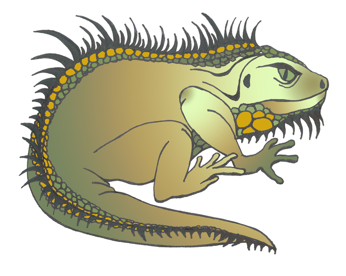Plump green iguana curled up in a ball with her back to the audience