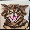 Черноногая кошка