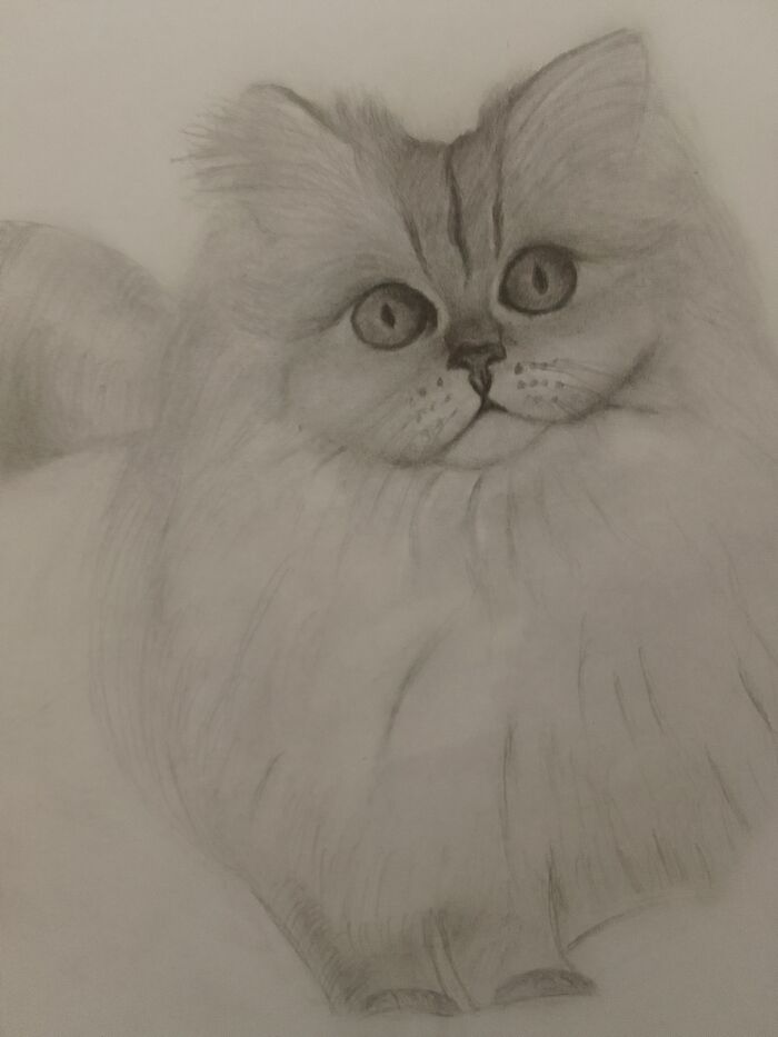 Домашний питомец, Cat