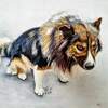 Портреты животных 