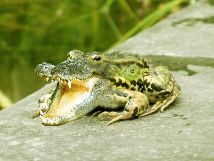 Кроко-лягушка