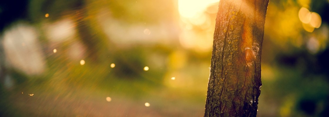 Main beautiful forest sun 1920x1200