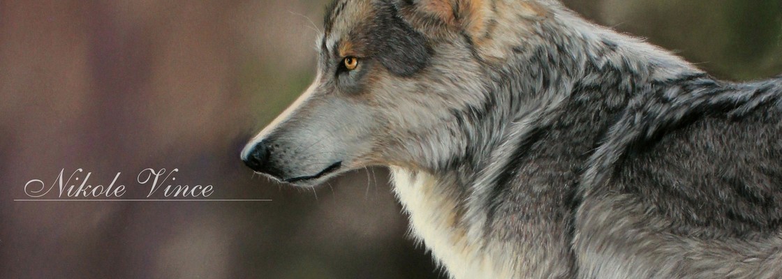 Main wolf13