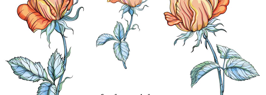 Main vector set of flower compositions. rose flowers  yellow rose.