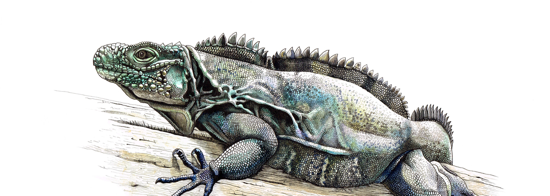 Main cyclura nubila