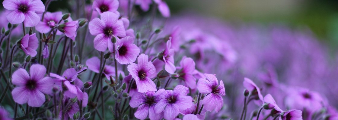 Main nature   flowers delicate flowers geranium 095849 