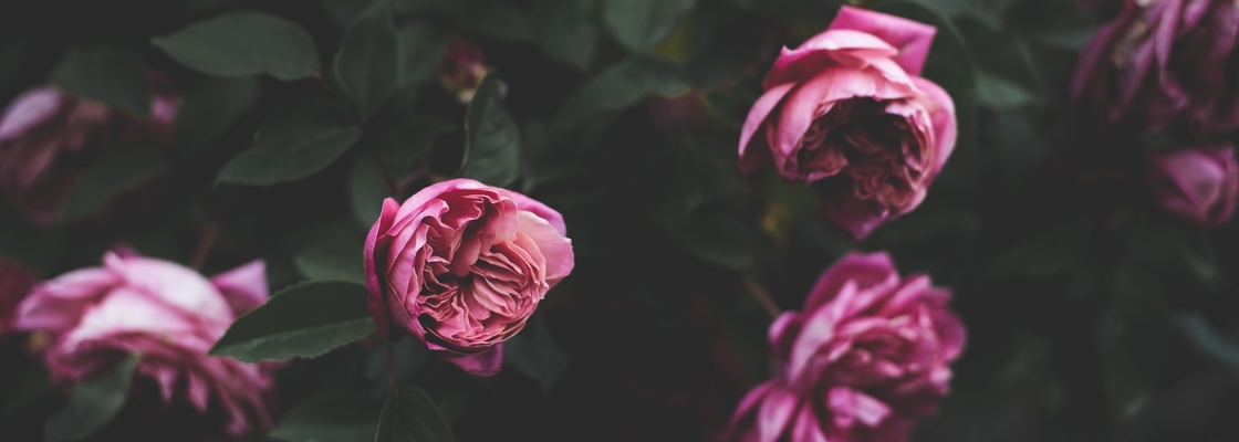 Main piony butony kust tsvety 115447 2560x1440